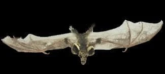 Morris "Brown Bat With Skull Head" Animal Prop Props