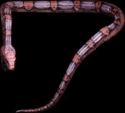 Distortions Props "Giant Snake" Professional Halloween Prop - 16'