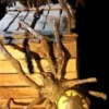 Nevermore Productions "Giant Spider" Professional Halloween Prop
