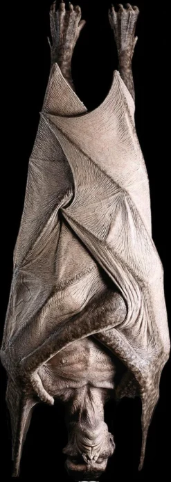 Distortions "Hanging Vampire" Monster Halloween Prop