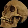 Morris "Hard Resin Human Skull - Movable Jaw" Halloween Prop
