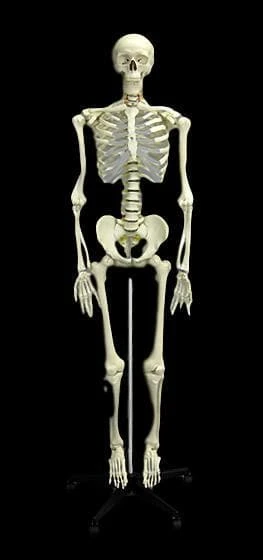 Skeletons And More "Human Skeleton" Deluxe Movie Quality Halloween Prop Props
