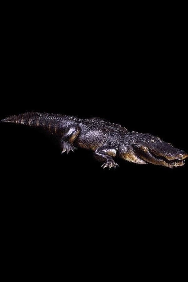 Distortions "Hungry Gator" Professional Halloween Animatronic Props