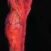 Morris "Peeled Flesh - Left Leg" Human Body Part Halloween Prop Props