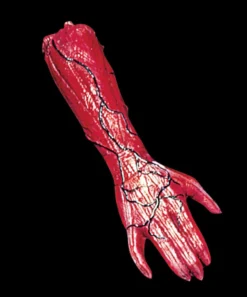 Morris "Peeled Flesh - Right Arm" Human Body Part Halloween Prop