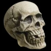 Morris "Realistic Rotting Skull" Halloween Prop