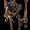 Morris Props "Rotted Corpse" Skeleton Halloween Prop