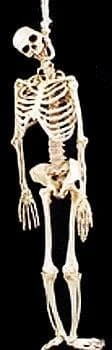 Morris "Rubber Skeleton" Hanging Halloween Prop - 5' Props